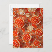 Macro-Zee ster Briefkaart (Voorkant / Achterkant)