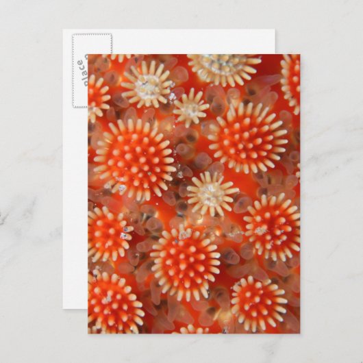 Macro-Zee ster Briefkaart (Voorkant / Achterkant)