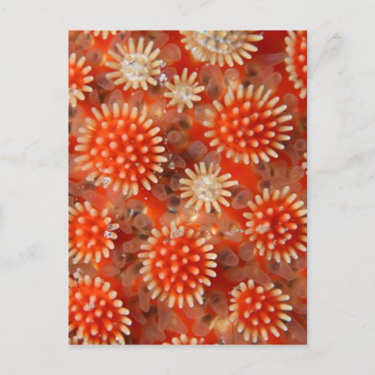 Macro-Zee ster Briefkaart (Voorkant)