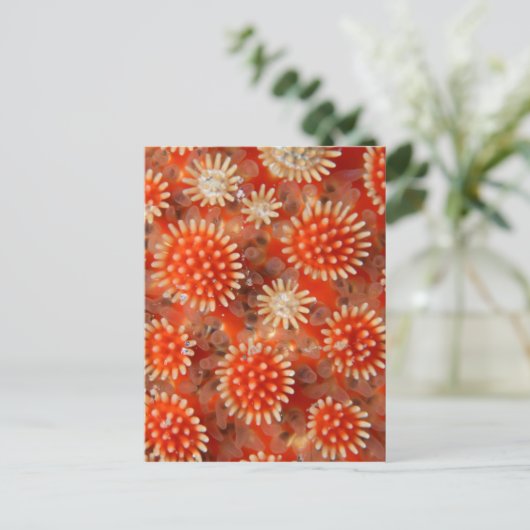 Macro-Zee ster Briefkaart (Staand voorkant)