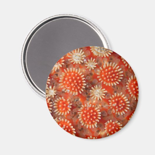 Macro-Zee ster Magneet (Voorkant / Achterkant)