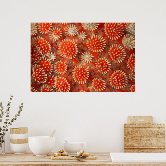 Macro-Zee ster Poster (Keuken)