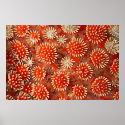 Macro-Zee ster Poster (Voorkant)