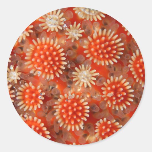 Macro-Zee ster Ronde Sticker (Voorkant)