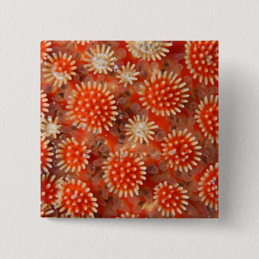 Macro-Zee ster Vierkante Button 5,1 Cm (Voorkant)