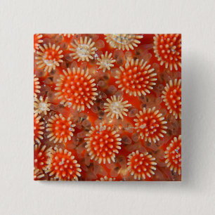 Macro-Zee ster Vierkante Button 5,1 Cm