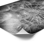 Macro zwart en wit Puff Flower Foto Afdruk (Hoek)