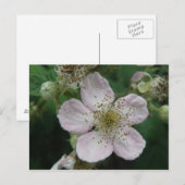 MacroBriefkaart Blackberry Flower Briefkaart (Voorkant / Achterkant)