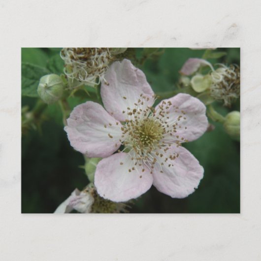 MacroBriefkaart Blackberry Flower Briefkaart (Voorkant)