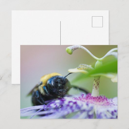 Macrofoto van Bumble Bee Briefkaart (Voorkant / Achterkant)