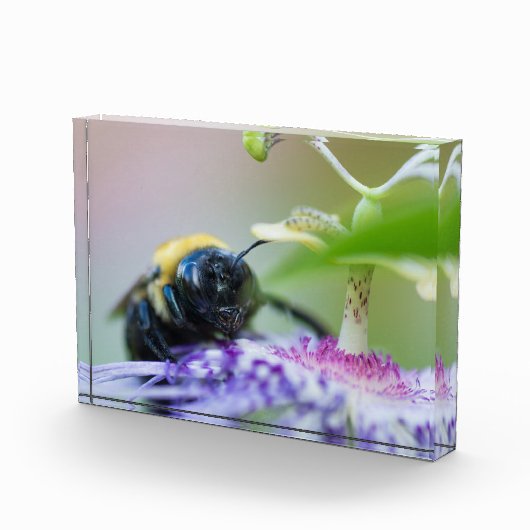 Macrofoto van Bumble Bee Fotoblokken (Rechts)