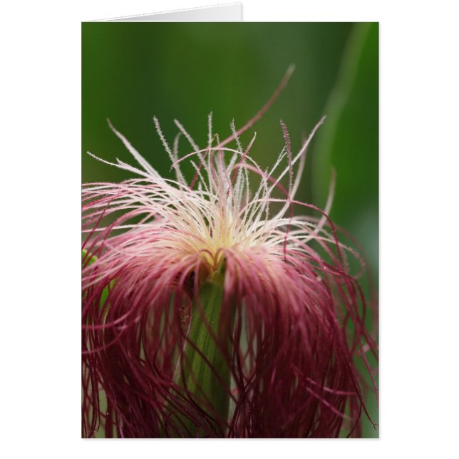 Macrofoto van een vrouw maïsbloem. (Voorkant)