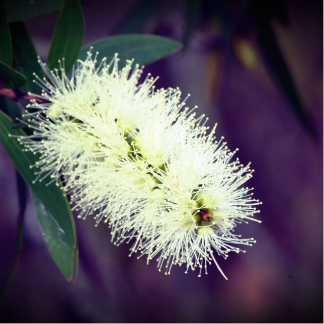 Macrofoto van het beeldje van Plant Staand Fotobeeldje (Voorkant)