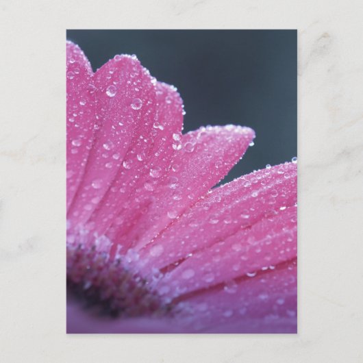 Macrofotobloem Briefkaart (Voorkant)