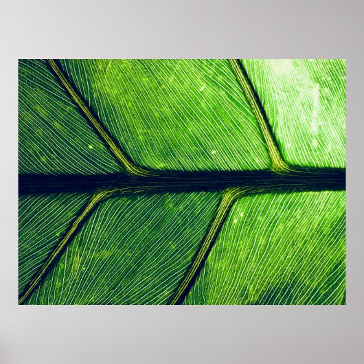 Macrofotografie van groen blad poster (Voorkant)