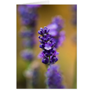 Macrofotografie van lavenbloem