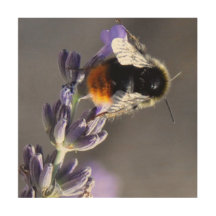 Macrofoto's van bijen op Lavender.