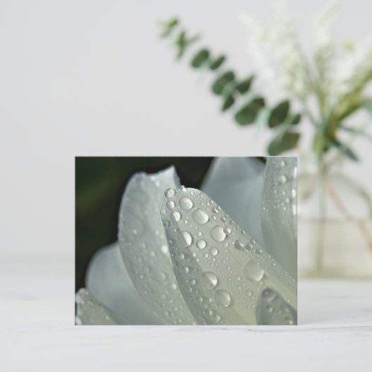 Macrofotowitte bloem briefkaart (Staand voorkant)