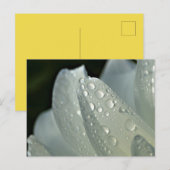 Macrofotowitte bloem briefkaart (Voorkant / Achterkant)