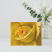 Macrogeel Rose Briefkaart (Staand voorkant)