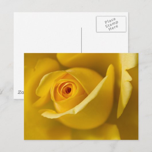 Macrogeel Rose Briefkaart (Voorkant / Achterkant)