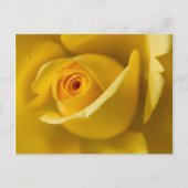 Macrogeel Rose Briefkaart (Voorkant)