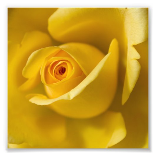 Macrogeel Rose Foto Afdruk (Voorkant)