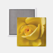 Macrogeel Rose Magneet (Voorkant / Achterkant)