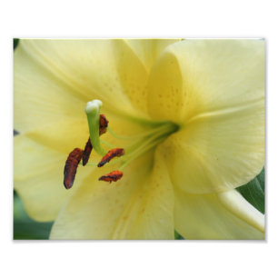 Macrogele Lily Petals 10x8 ventilatordruk Foto Afdruk