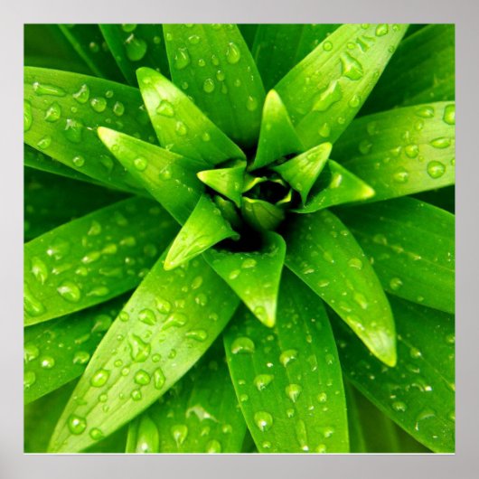 macrogroen poster (Voorkant)