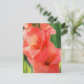 Macropeach Gladiolas Flower Natuur Briefkaart (Staand voorkant)