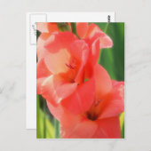 Macropeach Gladiolas Flower Natuur Briefkaart (Voorkant / Achterkant)