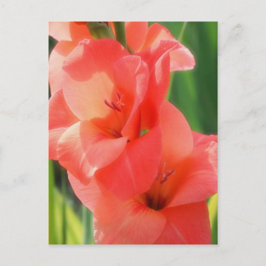 Macropeach Gladiolas Flower Natuur Briefkaart (Voorkant)