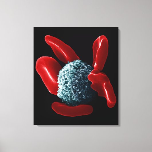 Macrophage Canvas Afdruk (Voorkant)