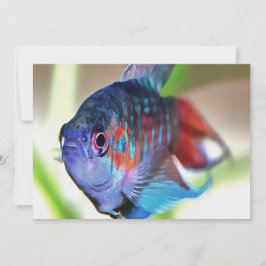 Macropodus Opercularis Aquarium vis