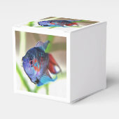 Macropodus Opercularis Aquarium vis Bedankdoosjes (Voorkant Zijde)