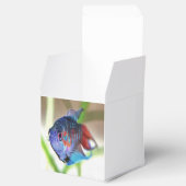 Macropodus Opercularis Aquarium vis Bedankdoosjes (Geopend)