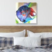 Macropodus Opercularis Aquarium vis Canvas Afdruk (Insitu (Slaapkamer))