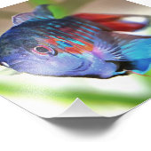 Macropodus Opercularis Aquarium vis Foto Afdruk (Hoek)