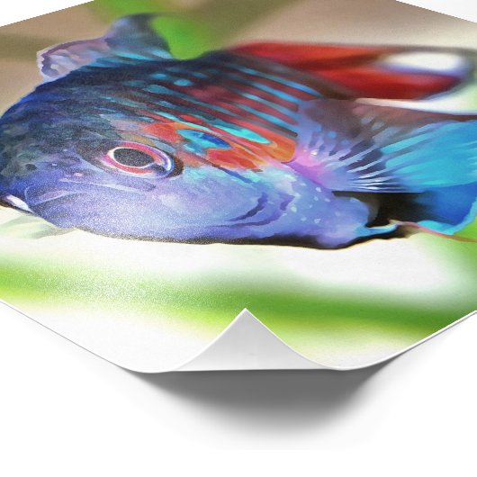 Macropodus Opercularis Aquarium vis Foto Afdruk (Hoek)