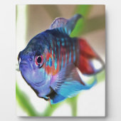 Macropodus Opercularis Aquarium vis Fotoplaat (Voorkant)