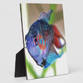 Macropodus Opercularis Aquarium vis Fotoplaat (Zijkant)