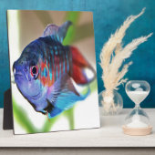 Macropodus Opercularis Aquarium vis Fotoplaat (Zijkant)