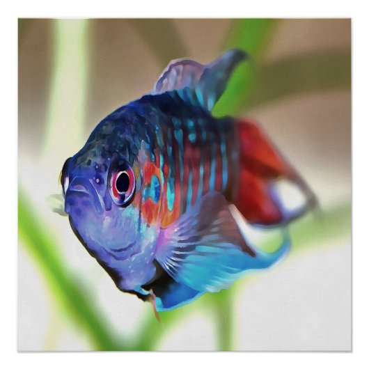 Macropodus Opercularis Aquarium vis Poster (Voorkant)