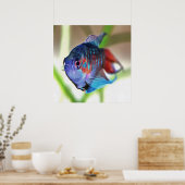 Macropodus Opercularis Aquarium vis Poster (Keuken)