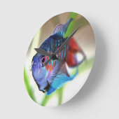 Macropodus Opercularis Aquarium vis Ronde Klok (Hoek)