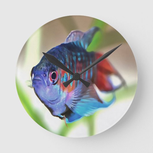 Macropodus Opercularis Aquarium vis Ronde Klok (Voorkant)
