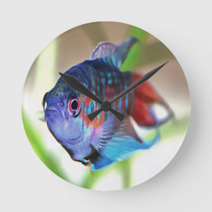 Macropodus Opercularis Aquarium vis Ronde Klok