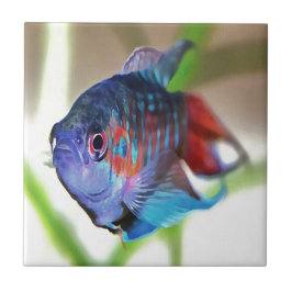 Macropodus Opercularis Aquarium vis Tegeltje