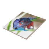 Macropodus Opercularis Aquarium vis Tegeltje (Zijkant)